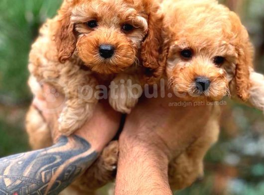 Orjinal Fawn Toy Poodle Yavrular