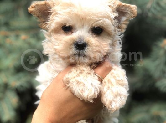 Teacup Morkie