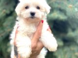 Orjinal Maltıpoo