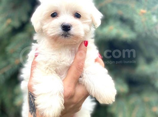Orjinal Maltıpoo