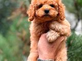Babyface Toy Poodle Yavrularımız