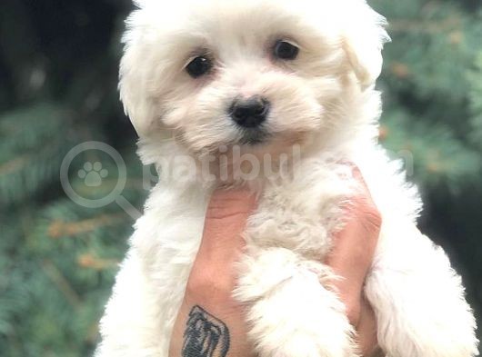 Orjinal Maltıpoo görsel