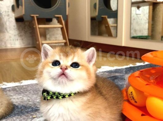 A Kalite Bri̇ti̇sh Shorthai̇r Ve Shorthai̇r Golden  Yavrular görsel