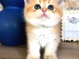 A Kalite Bri̇ti̇sh Shorthai̇r Ve Shorthai̇r Golden  Yavrular