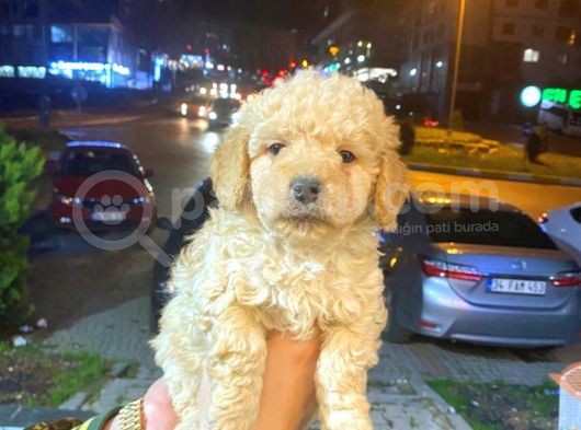 Malti̇po Ci̇nsi̇ 