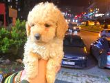Malti̇po Ci̇nsi̇ 