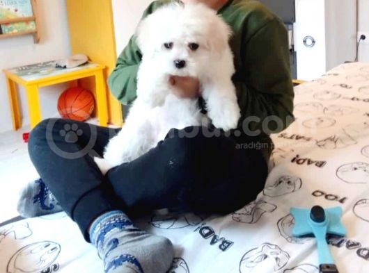 Maltesse Terrier Cinsi Güzel Yavrular 