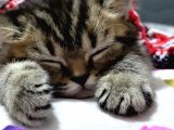 Oyuncu Golden Black Tabby British