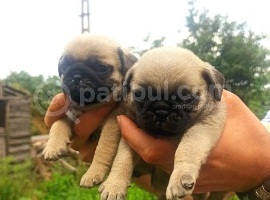 Pug Mobs Yavrular