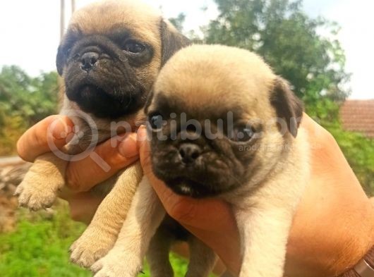 Pug Mobs Yavrular görsel