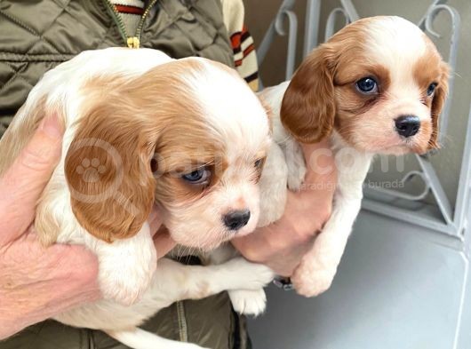 Cavalier Disi Ve Erkek Bebeklerimiz görsel