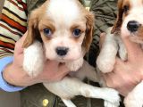 Cavalier Disi Ve Erkek Bebeklerimiz