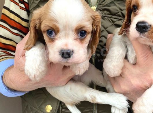 Cavalier Disi Ve Erkek Bebeklerimiz görsel