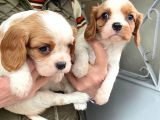 Cavalier Disi Ve Erkek Bebeklerimiz