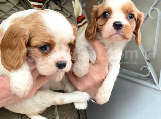 Cavalier Disi Ve Erkek Bebeklerimiz görsel
