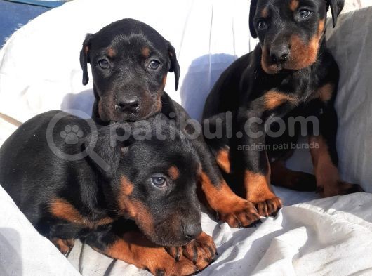 Doberman Erkek Ve Disi King Yavrular görsel