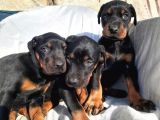 Doberman Erkek Ve Disi King Yavrular