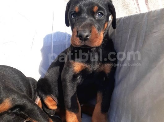 Doberman Erkek Ve Disi King Yavrular görsel