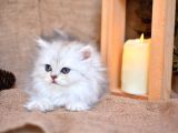 Mavi̇ş Silver Ns11 British Longhair