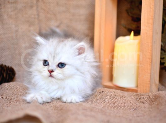 Mavi̇ş Silver Ns11 British Longhair görsel