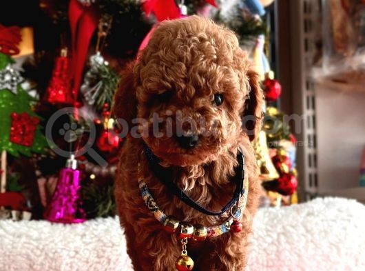 Orjinal Toy Poodle
