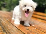 Orji̇nal Maltese Terri̇er Bebeği̇mi̇z