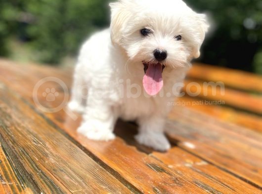 Orji̇nal Maltese Terri̇er Bebeği̇mi̇z görsel