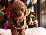 Orjinal Toy Poodle