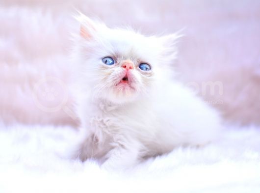 Türünün En Güzeli̇ İran Persian görsel