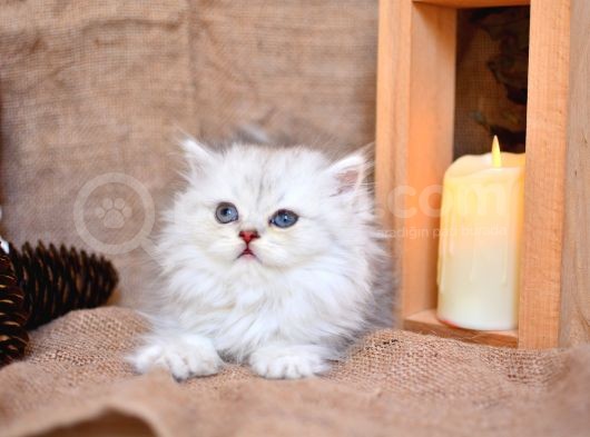Mavi̇ş Silver Ns11 British Longhair görsel