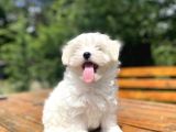 Orji̇nal Maltese Terri̇er Bebeği̇mi̇z