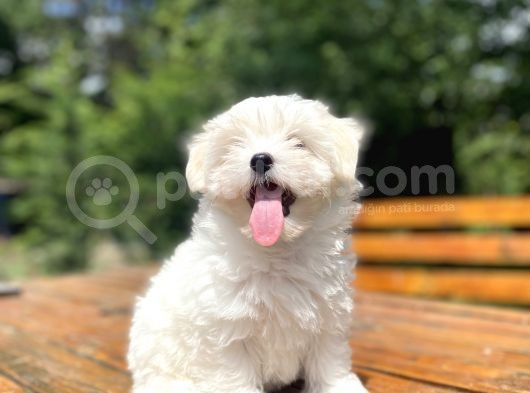 Orji̇nal Maltese Terri̇er Bebeği̇mi̇z
