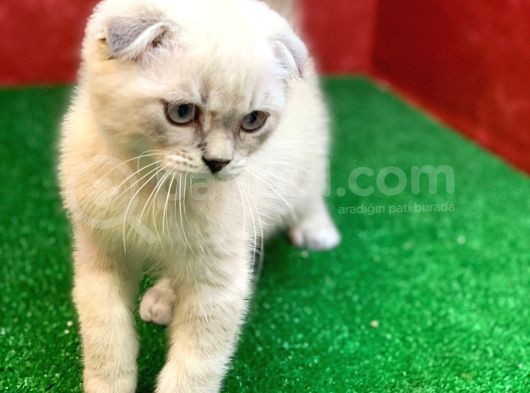 Sifir Kulak Yuvarlak Kafa Lynx Point Scottish Fold Yavrumuz