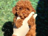 Irk ve Saglik Garantili Poodle Bebekler