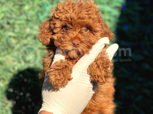Irk Ve Saglik Garantili Poodle Bebekler