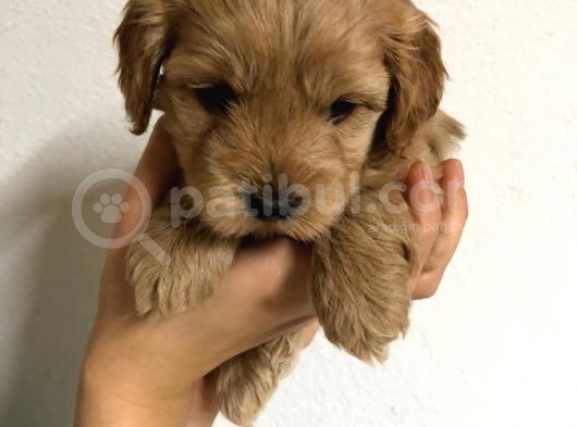 Orji̇nal Malti̇po Yavrular görsel
