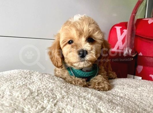 Orji̇nal Malti̇po Yavrular görsel