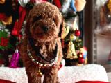 Orjinal Toy Poodle