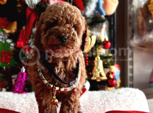 Orjinal Toy Poodle görsel