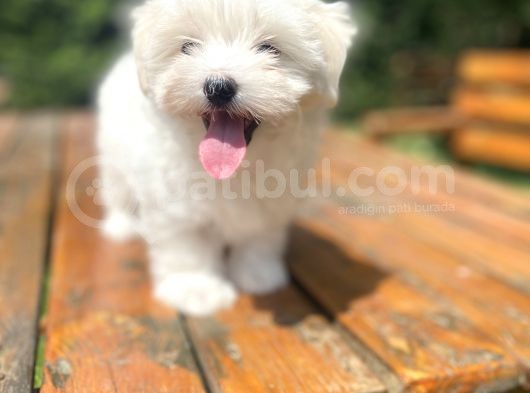 Orji̇nal Maltese Terri̇er Bebeği̇mi̇z görsel