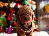 Orjinal Toy Poodle