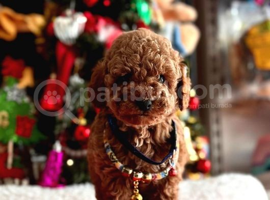 Orjinal Toy Poodle görsel