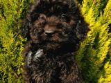 Black Toy Poodle Yavrum