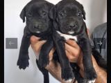İtalyan Dev Mastiff Bebekler
