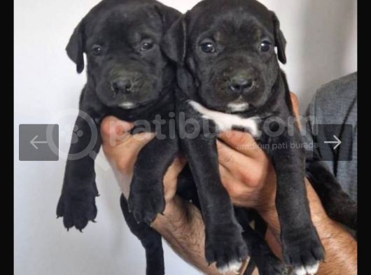 İtalyan Dev Mastiff Bebekler görsel