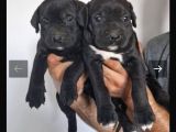İtalyan Dev Mastiff Bebekler