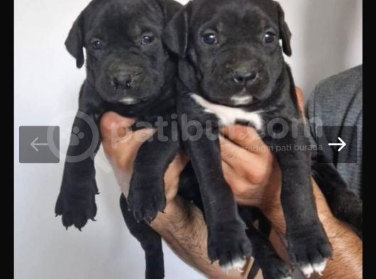İtalyan Dev Mastiff Bebekler görsel