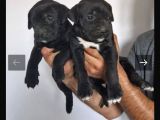 İtalyan Dev Mastiff Bebekler