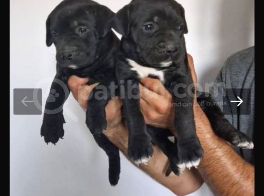 İtalyan Dev Mastiff Bebekler görsel