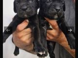 İtalyan Dev Mastiff Bebekler